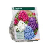 Baltus Phlox, Mix per 6