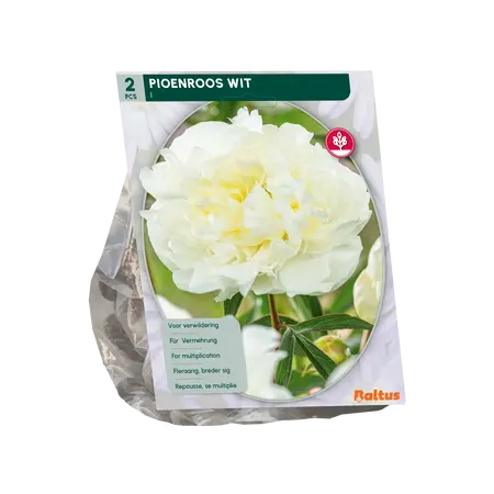 Baltus Pioenrozen, Wit per 2