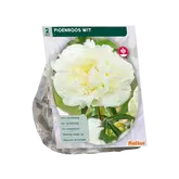Baltus Pioenrozen, Wit per 2