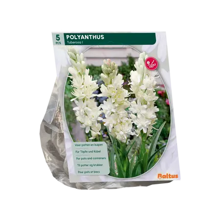 Baltus Polyanthus Tuberosa per 5