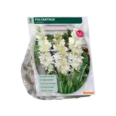 Baltus Polyanthus Tuberosa per 5