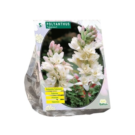 Baltus Polyanthus Tuberosa per 5