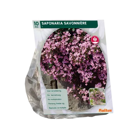 Baltus Saponaria Officinalis per 10
