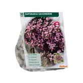 Baltus Saponaria Officinalis per 10