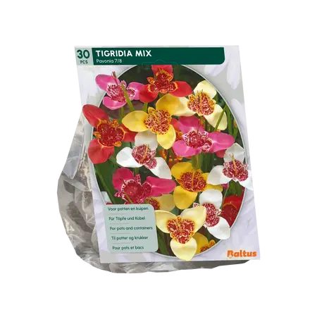 Baltus Tigridia Pavonia, Mix per 30