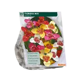 Baltus Tigridia Pavonia, Mix per 30
