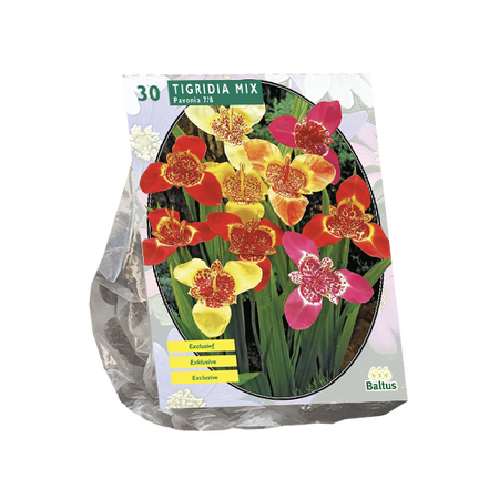 Baltus Tigridia Pavonia, Mix per 30