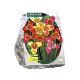 Baltus Tigridia Pavonia, Mix per 30