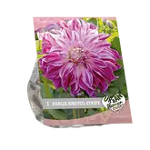 Baltus Urban Flowers - Bristol stripe per 1