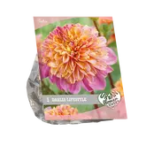 Baltus Urban Flowers - Lifestyle per 1