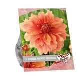 Baltus Urban Flowers - Mango madness per 1