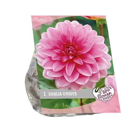 Baltus Urban Flowers - Onesta per 1