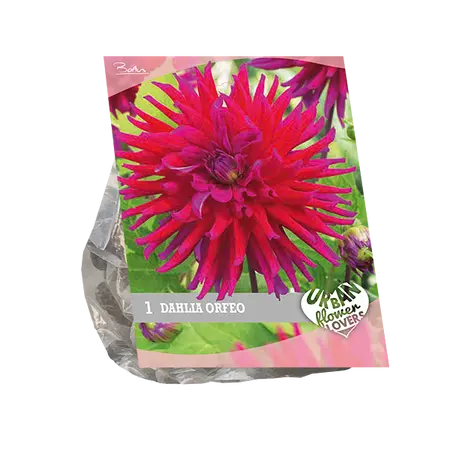 Baltus Urban Flowers - Orfeo per 1