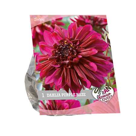 Baltus Urban Flowers - Purple Haze per 1