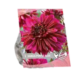 Baltus Urban Flowers - Purple Haze per 1