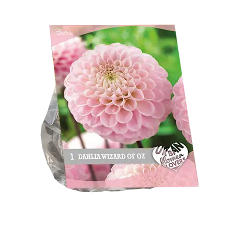 Baltus Urban Flowers - Wizard of Oz per 1