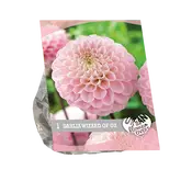 Baltus Urban Flowers - Wizard of Oz per 1