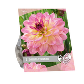 Baltus Urban Flowers - Zingaro per 1