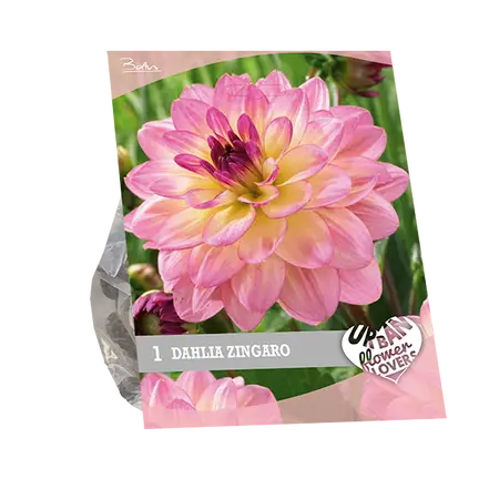 Baltus Urban Flowers - Zingaro per 1