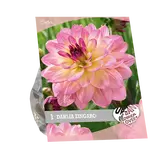 Baltus Urban Flowers - Zingaro per 1