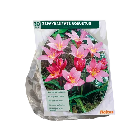 Baltus Zephyranthus Robustus (Habranthus) per 30