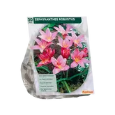 Baltus Zephyranthus Robustus (Habranthus) per 30