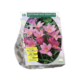 Baltus Zephyranthus Robustus (Habranthus) per 30