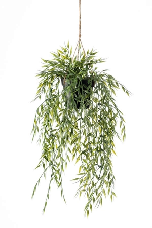 Bamboo hanging bush 50cm in pot