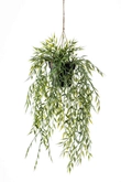 Bamboo hanging bush 50cm in pot