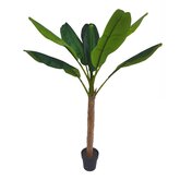 Bananenplant 180 cm