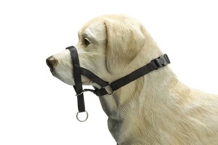 Beeztees Dog Control - Halsband Hond - Zwart - XS