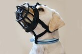 Beeztees Muilkorf - Hond - TPR - Zwart - Maat 2