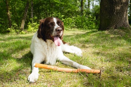 Beeztees Sumo Fit Stick - Hondenspeelgoed - Rubber - Oranje - 50 cm - afbeelding 3