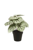 Begonia leaves bush 25cm grey in bl