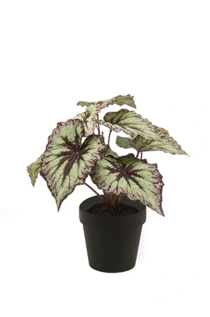 Begonia leaves bush 25cm grey/purpl