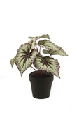 Begonia leaves bush 25cm grey/purpl