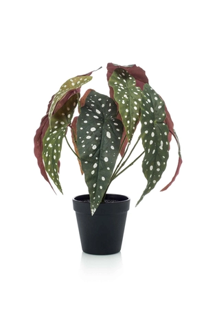 Begonia maculata bush 33cm/12lvs in