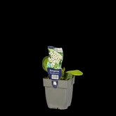 Bergenia 'Bressingham White' - afbeelding 2