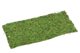 Blad Azië L38W18 Groen