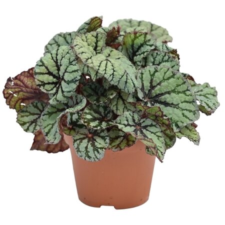 Bladbegonia (Begonia 'Fedor')