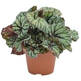 Bladbegonia (Begonia 'Fedor')
