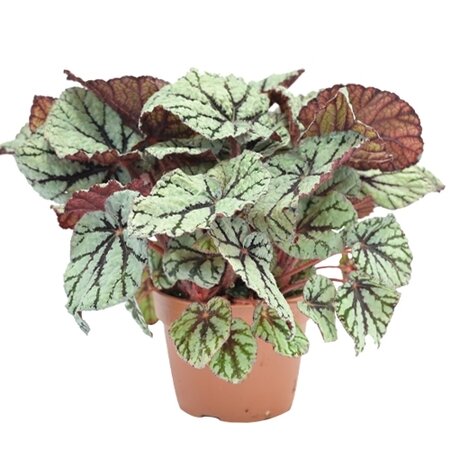 Bladbegonia (Begonia 'Fedor')