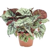 Bladbegonia (Begonia 'Fedor')