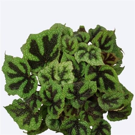 Bladbegonia (Begonia 'Ironcross') - afbeelding 2