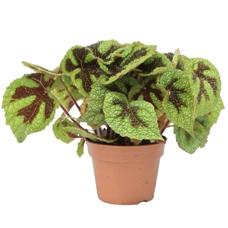 Bladbegonia (Begonia 'Ironcross') - afbeelding 1