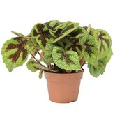 Bladbegonia (Begonia 'Ironcross') - afbeelding 1