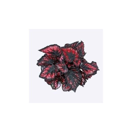 Bladbegonia (Begonia rex 'Etna') - afbeelding 2
