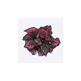 Bladbegonia (Begonia rex 'Etna') - afbeelding 2