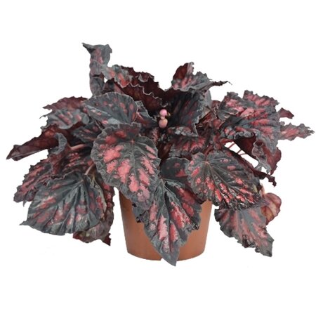 Bladbegonia (Begonia rex 'Etna') - afbeelding 1