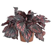 Bladbegonia (Begonia rex 'Etna') - afbeelding 1
